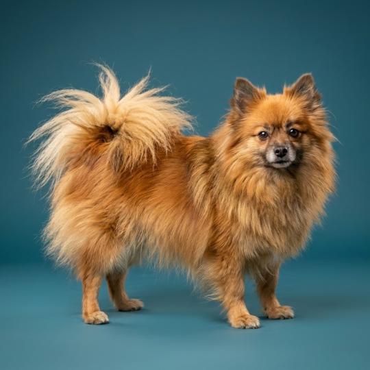 Thais Dit Tagada (ancoride) Femelle Spitz allemand