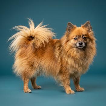Thais Dit Tagada (ancoride) Femelle Spitz allemand