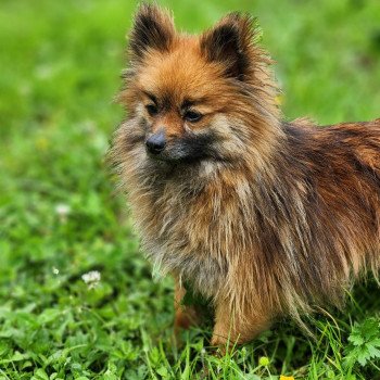 chien Spitz allemand THAIS Élevage du Royaume des P'tits Loups