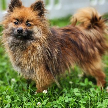 chien Spitz allemand THAIS Élevage du Royaume des P'tits Loups