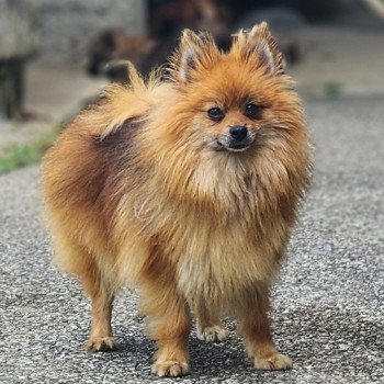 chien Spitz allemand Tiza Élevage du Royaume des P'tits Loups