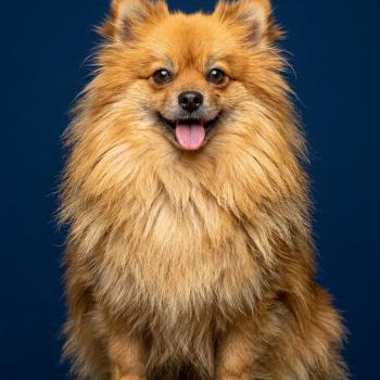 chien Spitz allemand Tiza (lof non confirmer) Élevage du Royaume des P'tits Loups