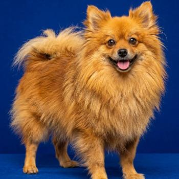 chien Spitz allemand Tiza (lof non confirmer) Élevage du Royaume des P'tits Loups