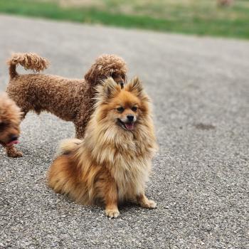 chien Spitz allemand Tiza (lof non confirmer) Élevage du Royaume des P'tits Loups