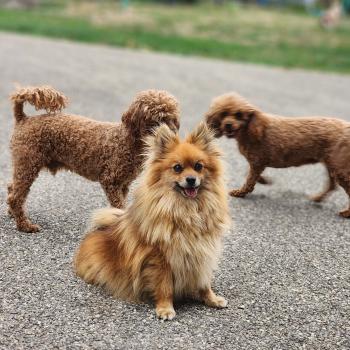 chien Spitz allemand Tiza (lof non confirmer) Élevage du Royaume des P'tits Loups