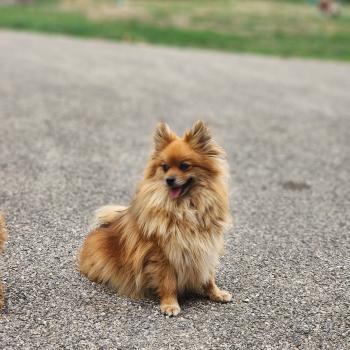 chien Spitz allemand Tiza (lof non confirmer) Élevage du Royaume des P'tits Loups