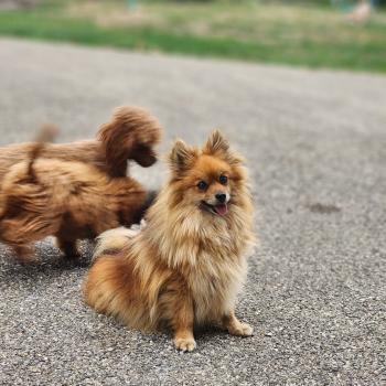 chien Spitz allemand Tiza (lof non confirmer) Élevage du Royaume des P'tits Loups