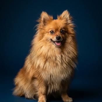 chien Spitz allemand Tiza (lof non confirmer) Élevage du Royaume des P'tits Loups