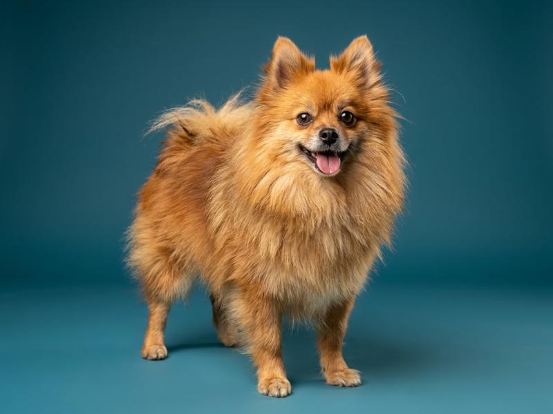 Tiza Dit Tika (lof non confirmer) Femelle Spitz allemand