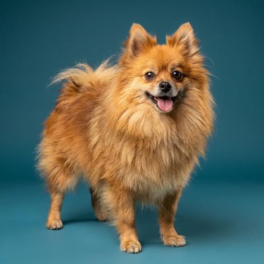 Tiza Dit Tika (lof non confirmer) Femelle Spitz allemand