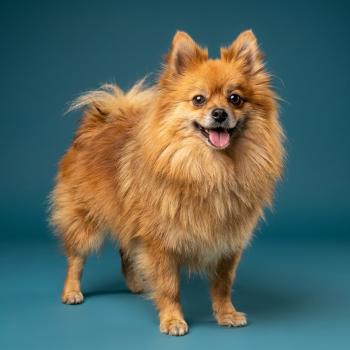 chien Spitz allemand Tiza (lof non confirmer) Élevage du Royaume des P'tits Loups