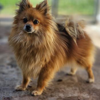chien Spitz allemand Tiza (lof non confirmer) Élevage du Royaume des P'tits Loups