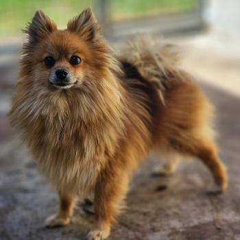 chien Spitz allemand Tiza (lof non confirmer) Élevage du Royaume des P'tits Loups