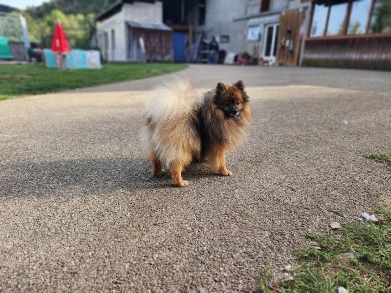 Tootsy (ancoride, lof non confirmer) Mâle Spitz allemand