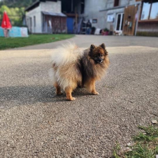 Tootsy (ancoride, lof non confirmer) Mâle Spitz allemand