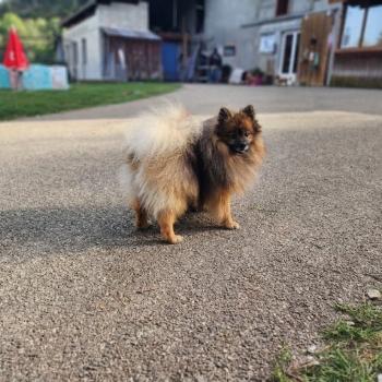 Tootsy (ancoride, lof non confirmer) Mâle Spitz allemand