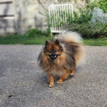 chien Spitz allemand Tootsy (ancoride, lof non confirmer) Élevage du Royaume des P'tits Loups