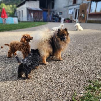 chien Spitz allemand Tootsy (ancoride, lof non confirmer) Élevage du Royaume des P'tits Loups