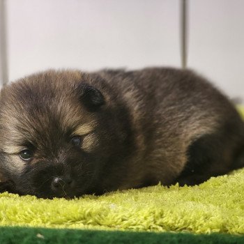 chiot Spitz allemand Charbonné V Élevage du Royaume des P'tits Loups