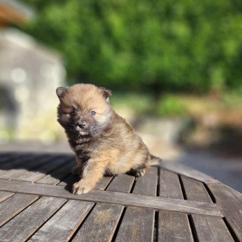 chiot Spitz allemand Charbonné V Élevage du Royaume des P'tits Loups