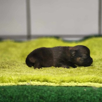 chiot Spitz allemand Charbonné V Élevage du Royaume des P'tits Loups