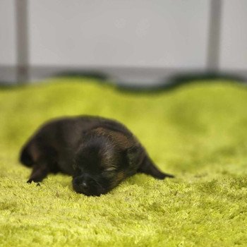 chiot Spitz allemand Charbonné V Élevage du Royaume des P'tits Loups