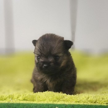 chiot Spitz allemand Charbonné V Élevage du Royaume des P'tits Loups