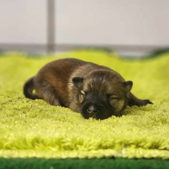 chiot Spitz allemand Fauve charbonné V Élevage du Royaume des P'tits Loups