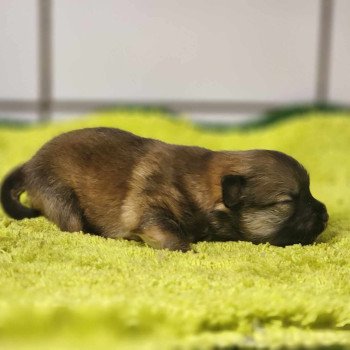 chiot Spitz allemand Fauve charbonné V Élevage du Royaume des P'tits Loups