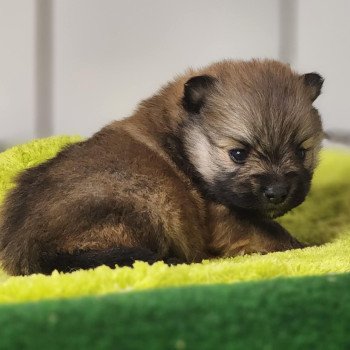 chiot Spitz allemand Fauve charbonné V Élevage du Royaume des P'tits Loups