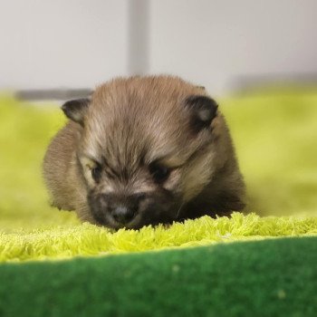 chiot Spitz allemand Fauve charbonné V Élevage du Royaume des P'tits Loups