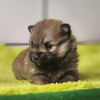 chiot Spitz allemand Fauve charbonné V Élevage du Royaume des P'tits Loups