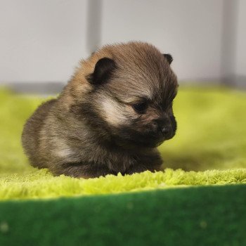 chiot Spitz allemand Fauve charbonné V Élevage du Royaume des P'tits Loups