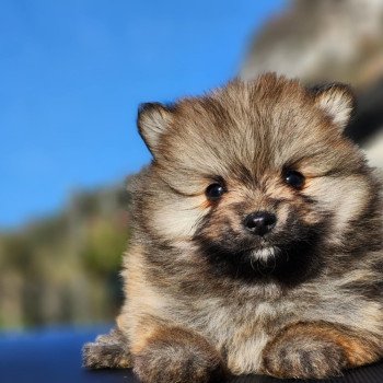 chiot Spitz allemand Fauve charbonné V Élevage du Royaume des P'tits Loups