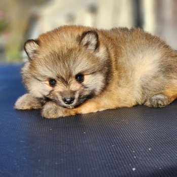 chiot Spitz allemand Fauve charbonné V Élevage du Royaume des P'tits Loups