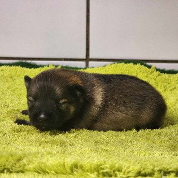 chiot Spitz allemand Charbonné V Élevage du Royaume des P'tits Loups