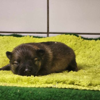 chiot Spitz allemand Charbonné V Élevage du Royaume des P'tits Loups