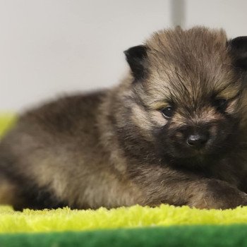 chiot Spitz allemand Charbonné V Élevage du Royaume des P'tits Loups