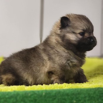 chiot Spitz allemand Charbonné V Élevage du Royaume des P'tits Loups