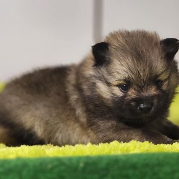 chiot Spitz allemand Charbonné V Élevage du Royaume des P'tits Loups