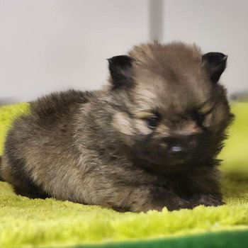 chiot Spitz allemand Charbonné V Élevage du Royaume des P'tits Loups