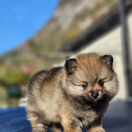 V Mâle Spitz allemand