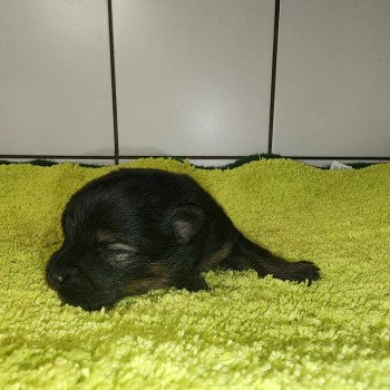 chiot Spitz allemand Black tan V Élevage du Royaume des P'tits Loups