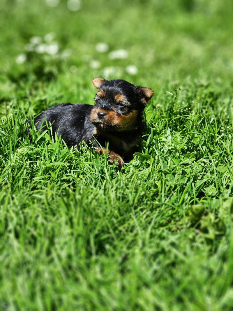 A Femelle Yorkshire terrier A Femelle Yorkshire terrier