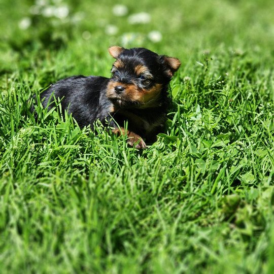 A Femelle Yorkshire terrier