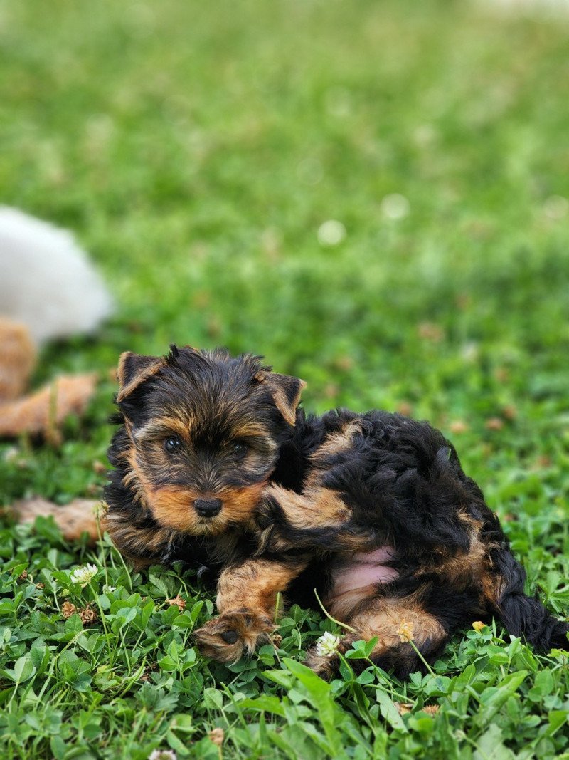 A (réserver Mireille) Femelle Yorkshire terrier A (réserver Mireille) Femelle Yorkshire terrier