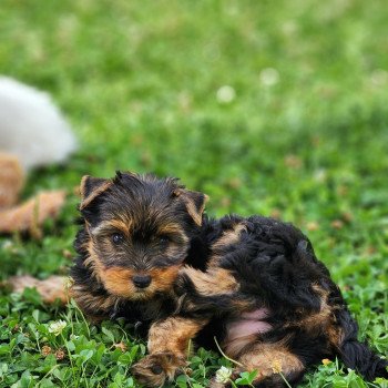 chiot Yorkshire terrier A Élevage du Royaume des P'tits Loups chiot Yorkshire terrier A Élevage du Royaume des P'tits Loups