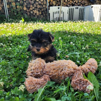 chiot Yorkshire terrier A Élevage du Royaume des P'tits Loups