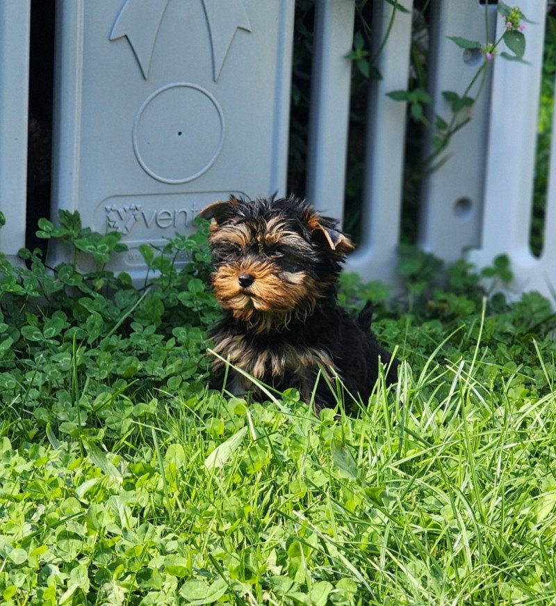 A Femelle Yorkshire terrier