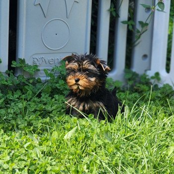 chiot Yorkshire terrier A Élevage du Royaume des P'tits Loups